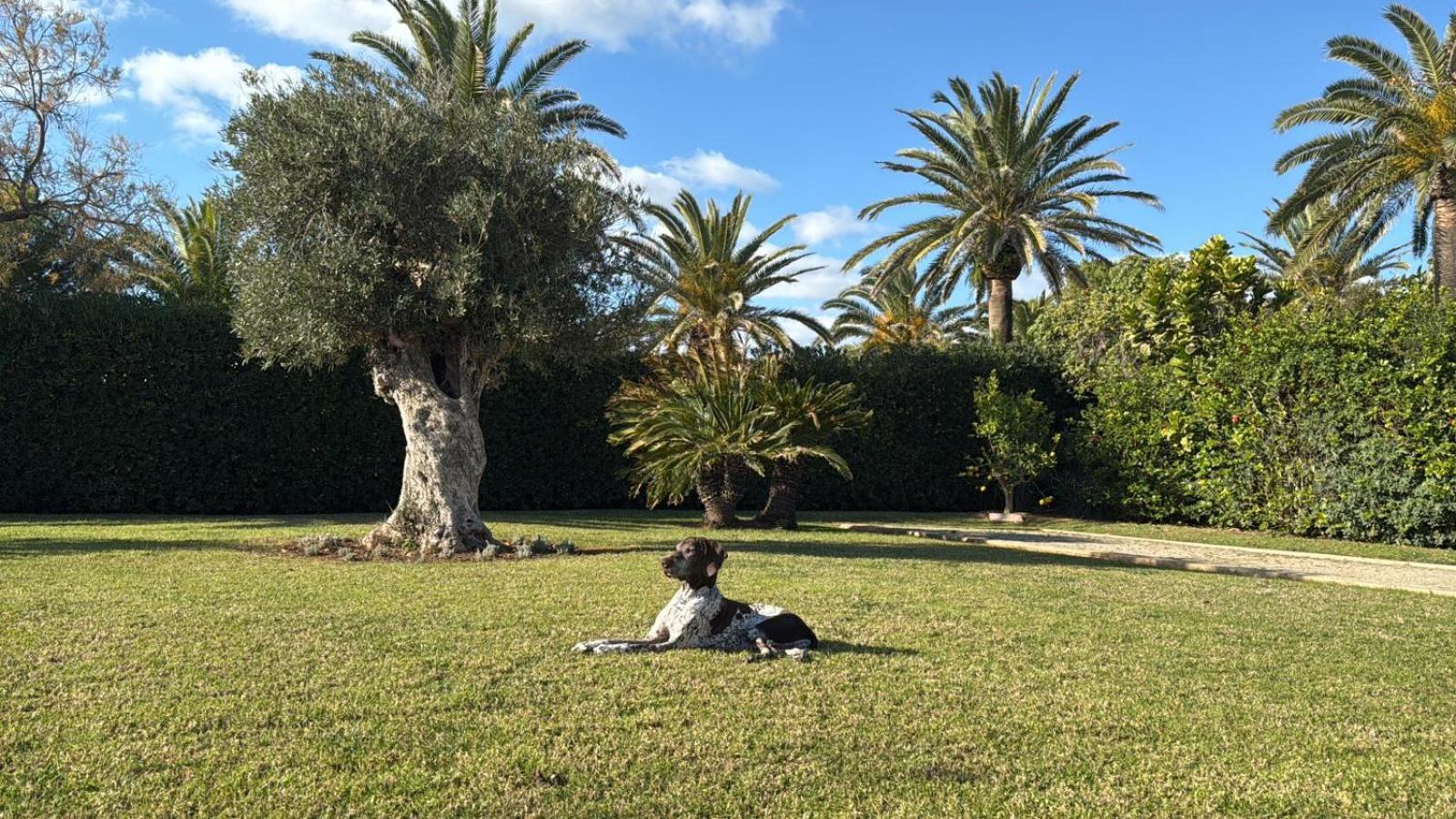La Calma Espectacular Villa Con Jardin Y Piscina En Menorca 奥尔加 外观 照片