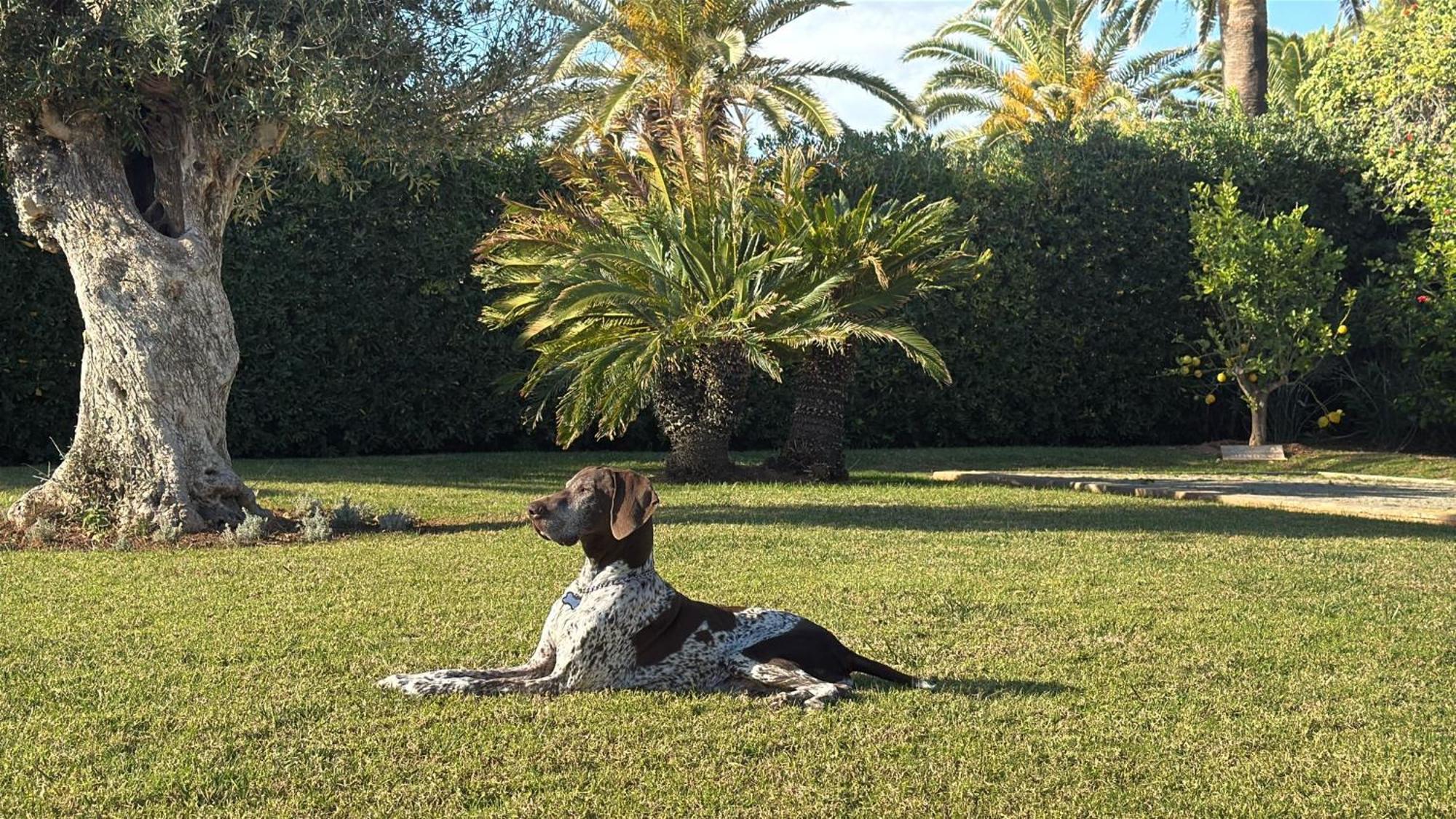 La Calma Espectacular Villa Con Jardin Y Piscina En Menorca 奥尔加 外观 照片